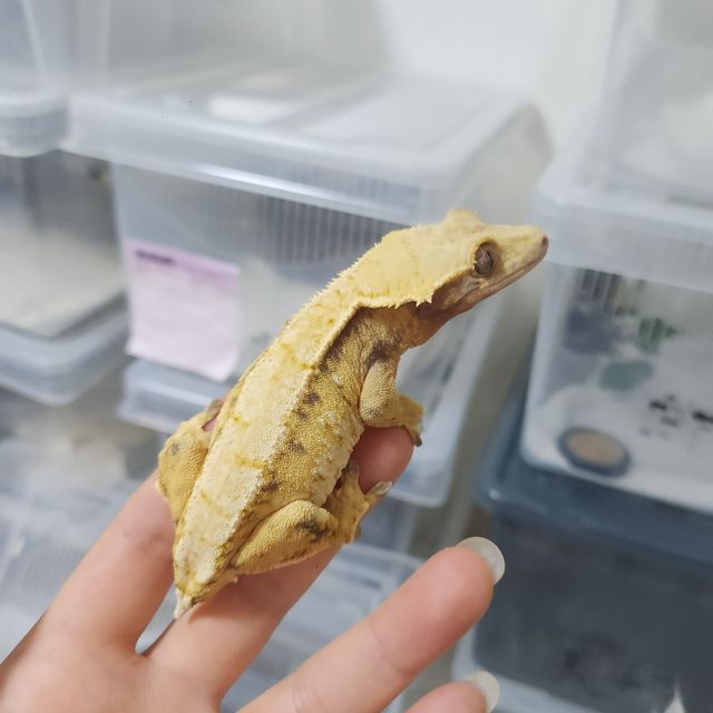 트라이 익스트림할리퀸