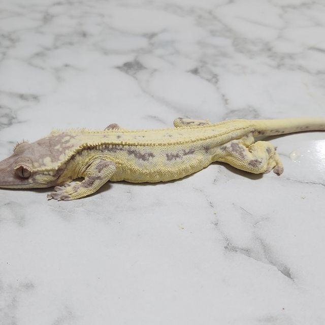 프라푸치노