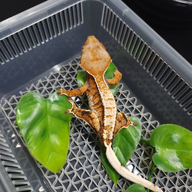 트라이 익스트림할리퀸