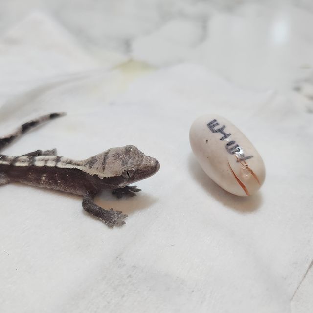 아잔틱