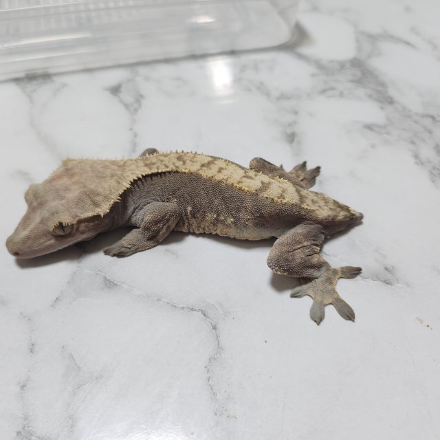 다크 플레임