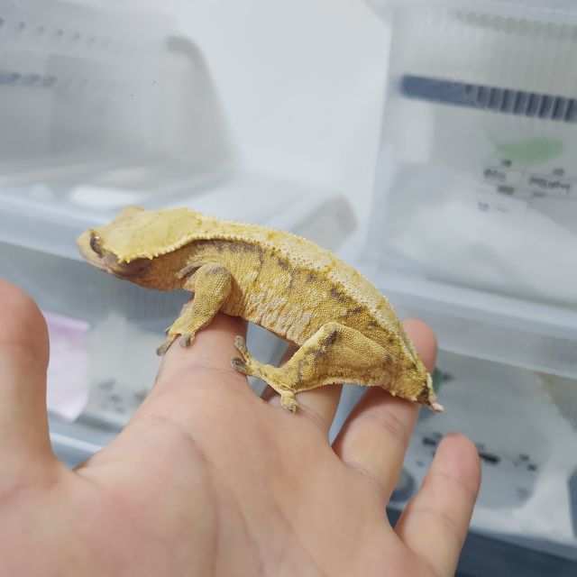 트라이 익스트림할리퀸