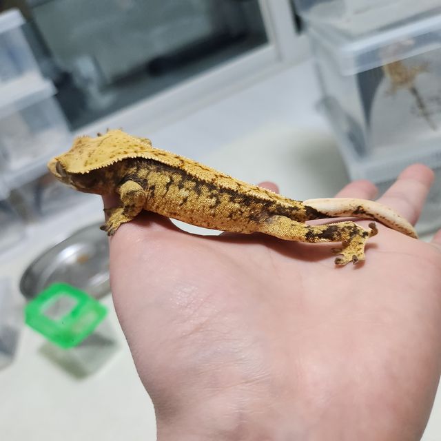 익스트림할리퀸