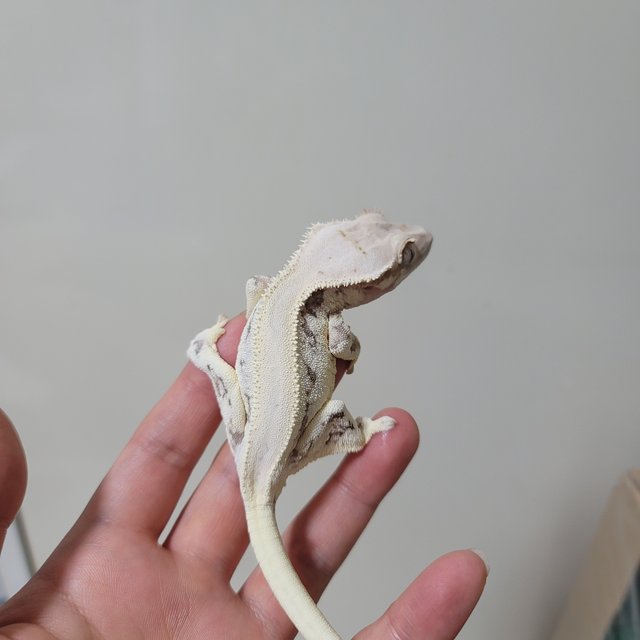 릴리화이트 솔리드백