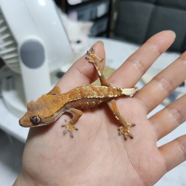카푸치노 트라이