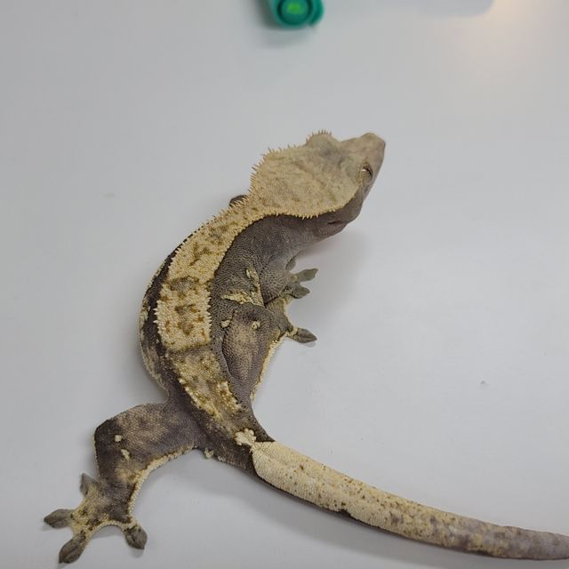 할리퀸