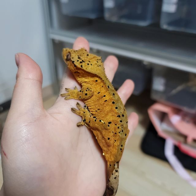 슈퍼달마시안