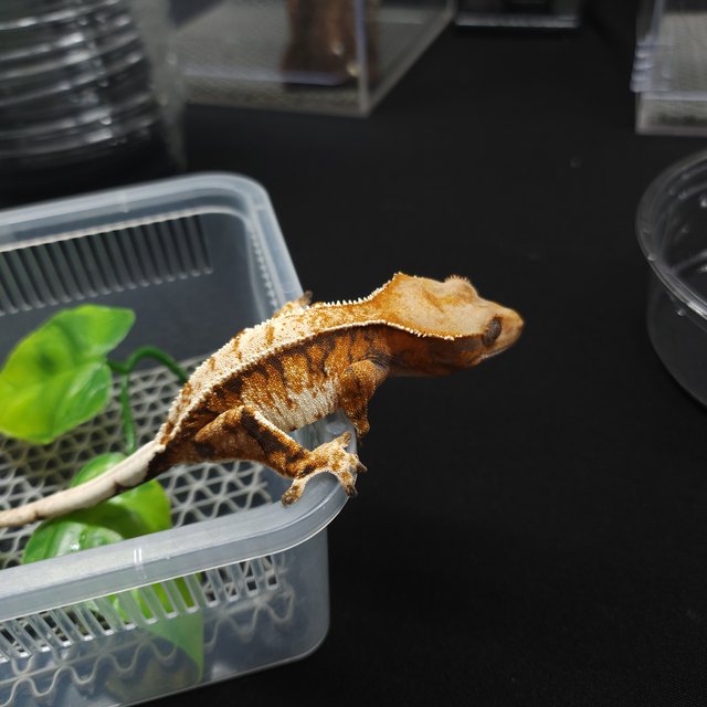 트라이 익스트림할리퀸