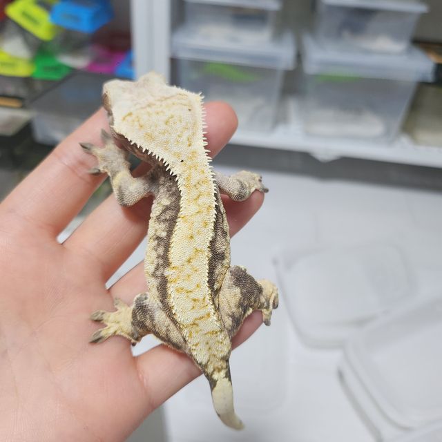익스트림할리퀸