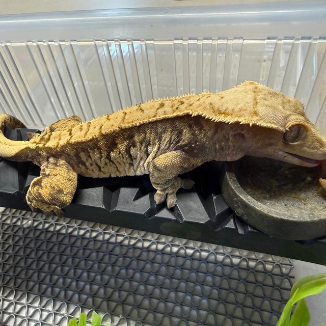 트라이 익스트림할리퀸 바브