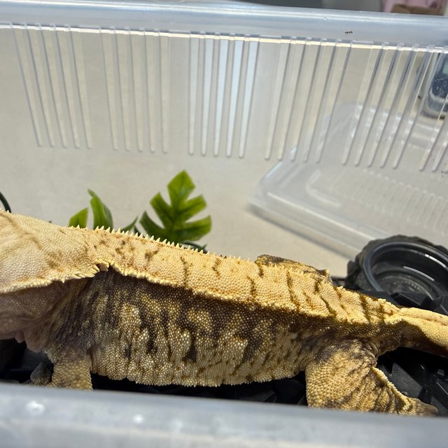 트라이 익스트림할리퀸 바브