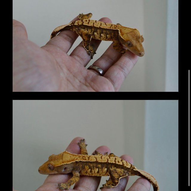 트라이 익스트림할리퀸 바브