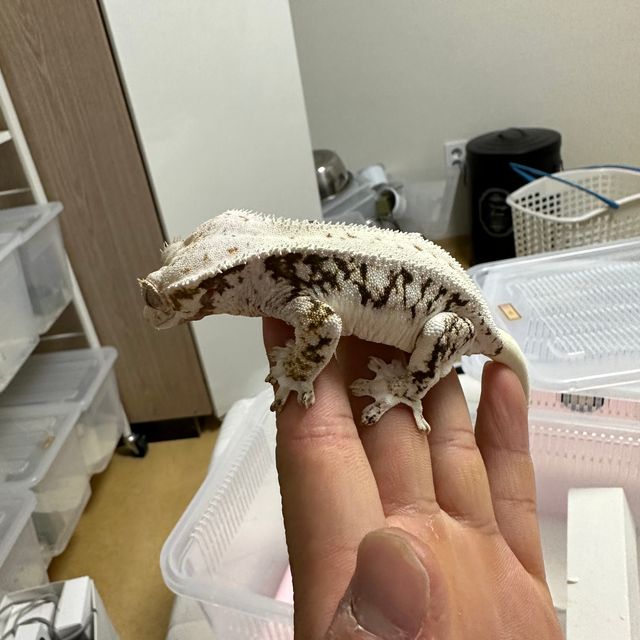 릴리화이트 트라이