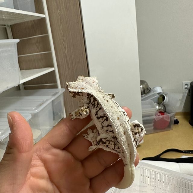 릴리화이트 트라이
