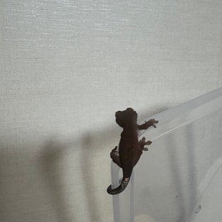 알티 챠콜