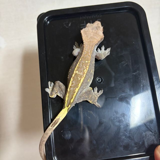 카푸치노