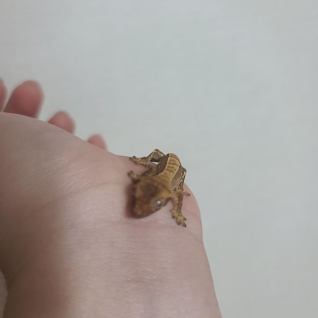 노멀 다크