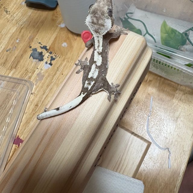 아잔틱