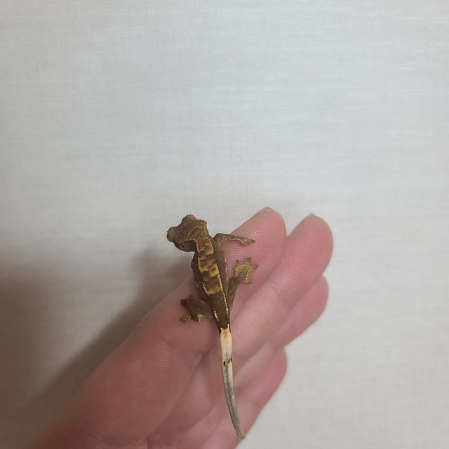 노멀 다크