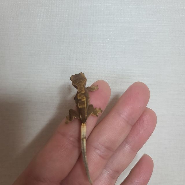 노멀 다크
