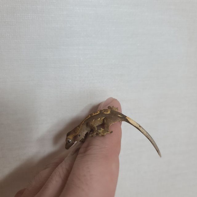 노멀 다크
