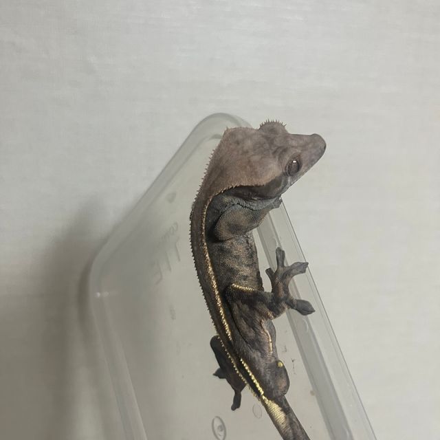 카푸치노