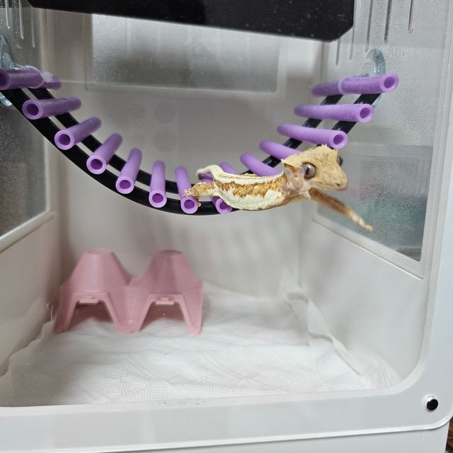 릴리화이트