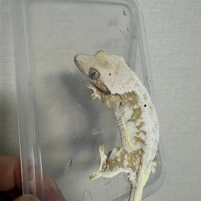 릴리100%헷아잔틱