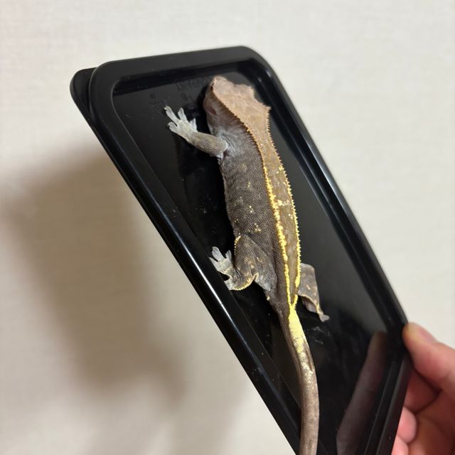 카푸치노