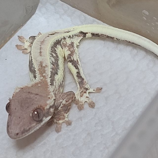 프라푸치노