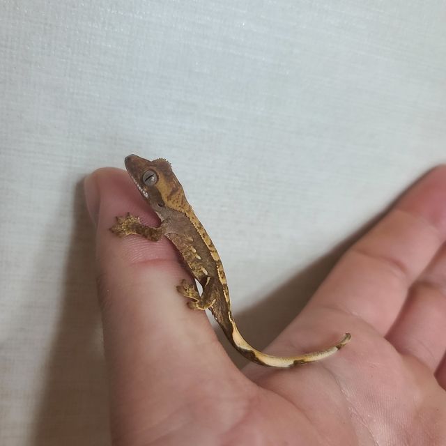 노멀 다크