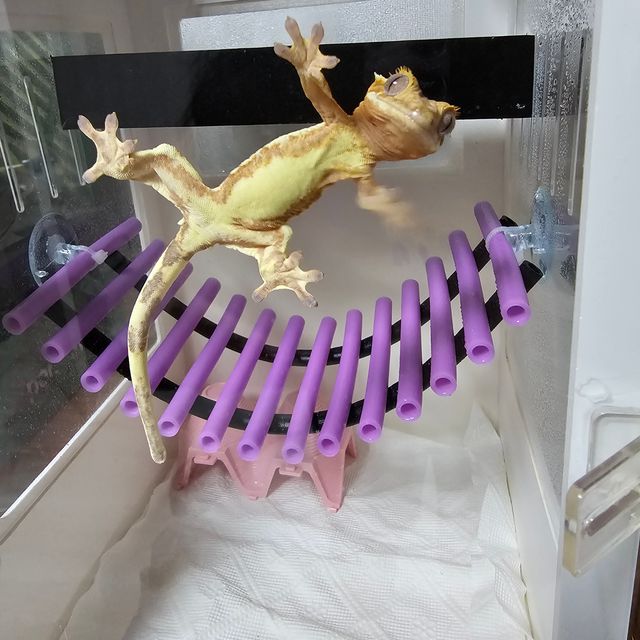 릴리화이트