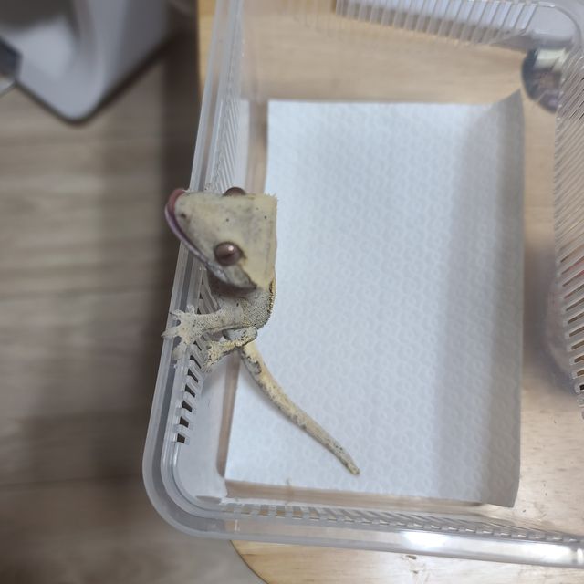 카푸치노