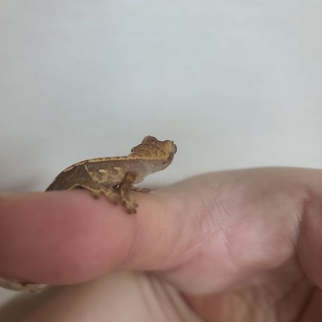 노멀 다크