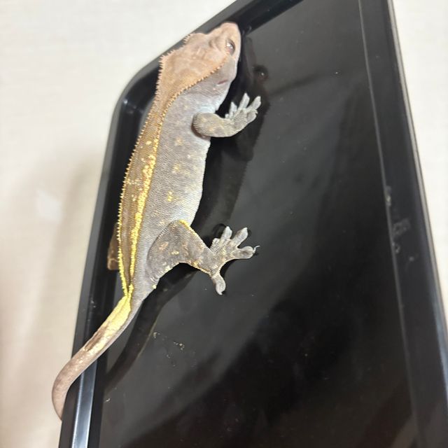 카푸치노
