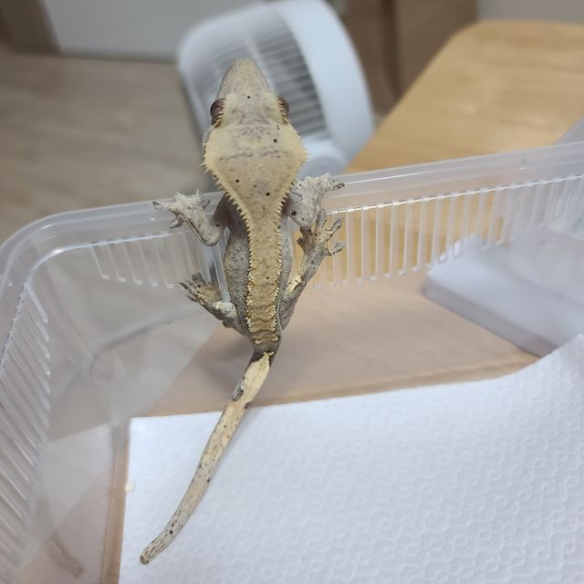 카푸치노