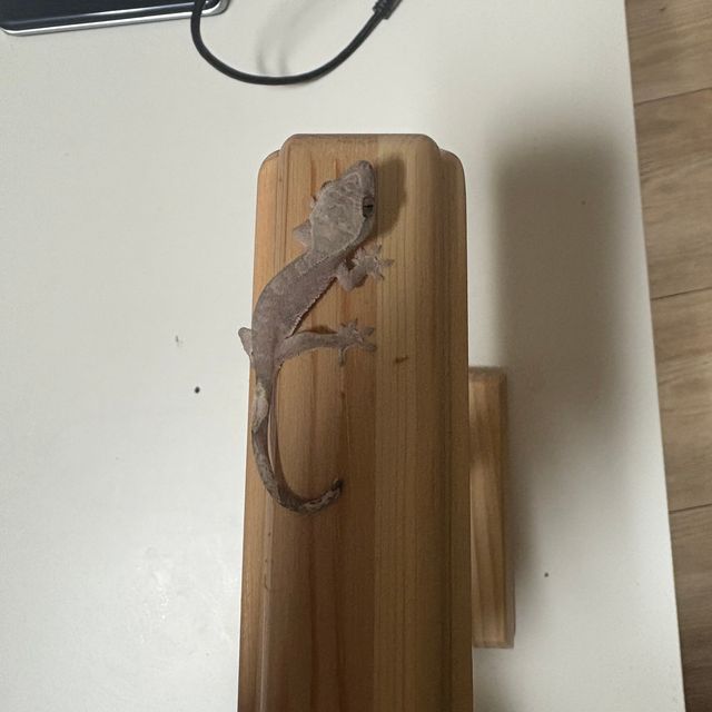 아잔틱 하이포
