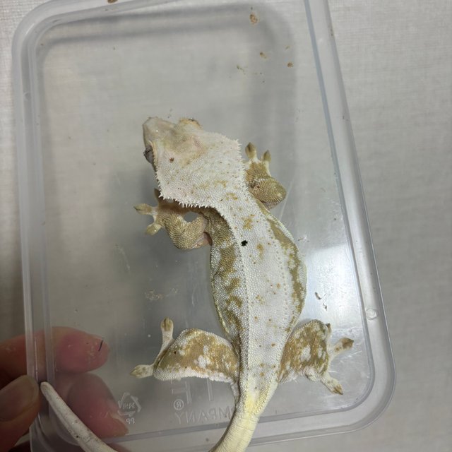 릴리100%헷아잔틱