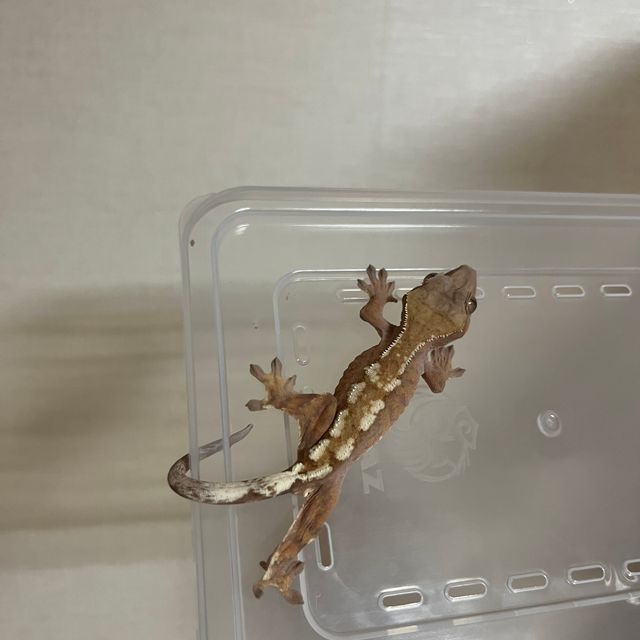 세이블