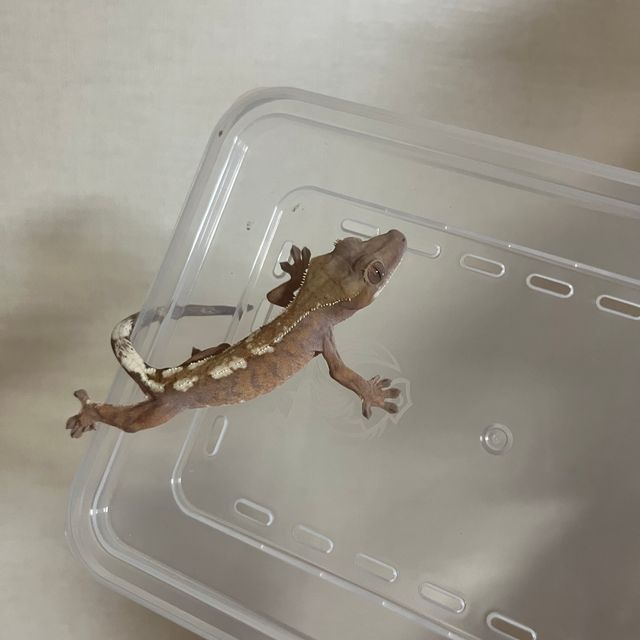 세이블