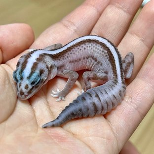 오레오 패턴리스 헷 고스트