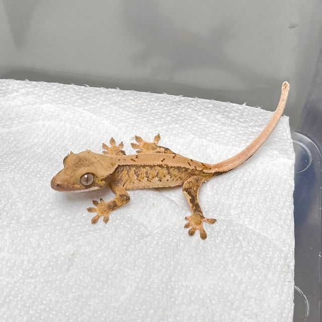 트라이
