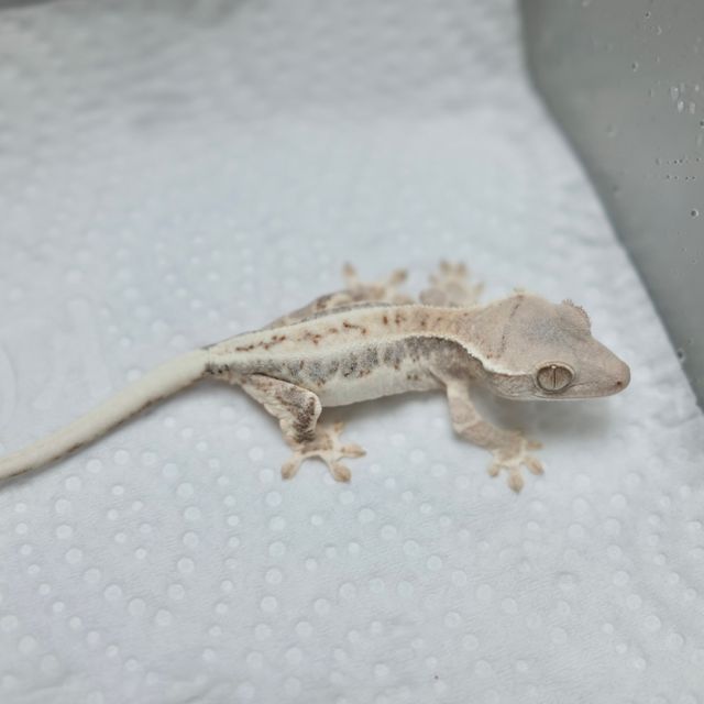 프라푸치노