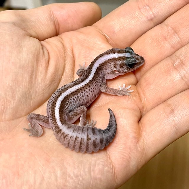 오레오 패턴리스 헷 고스트