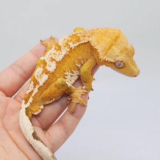 크림시클 크림