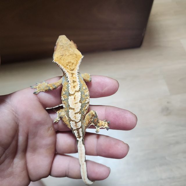 트라이