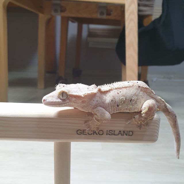 팬텀
