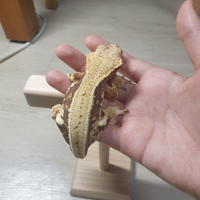 레드 릴리화이트
