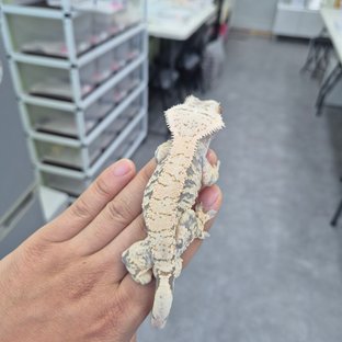 노멀 화이트 드리피