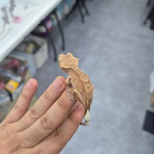 레바포톨1
